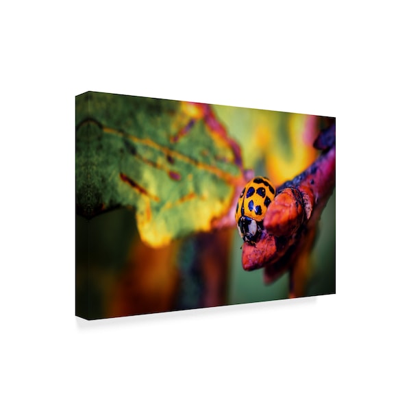 Pixie Pics 'Ladybird' Canvas Art,30x47